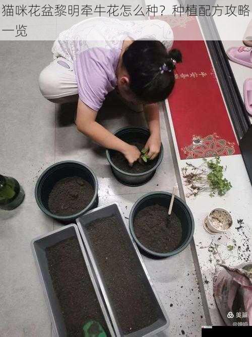猫咪花盆黎明牵牛花怎么种？种植配方攻略一览