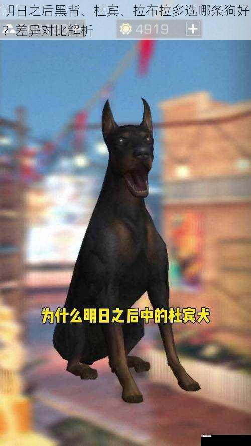 明日之后黑背、杜宾、拉布拉多选哪条狗好？差异对比解析
