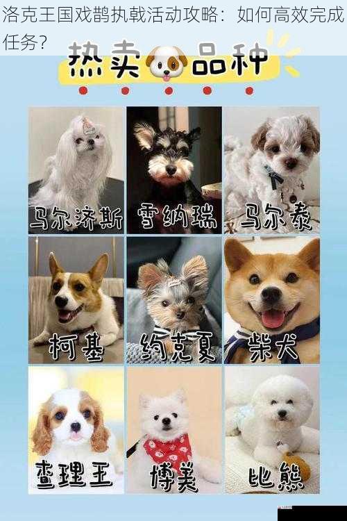 选择合适的宠物