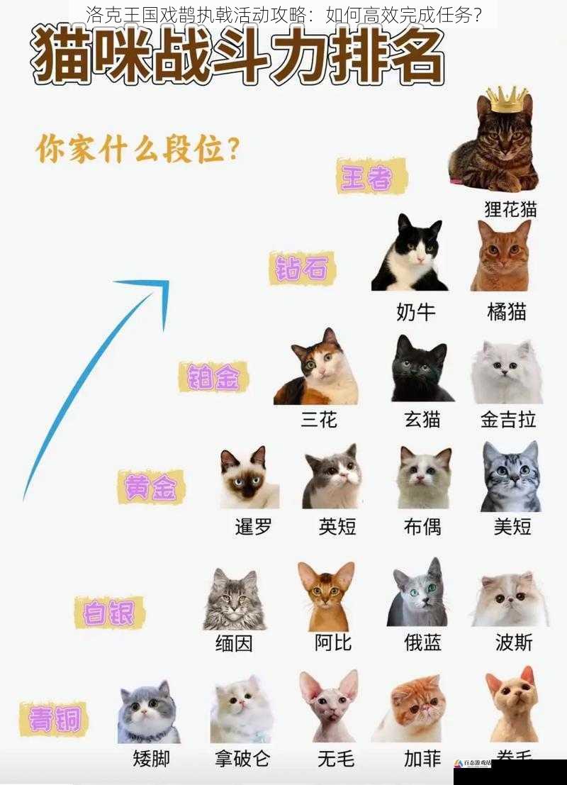 提升宠物的实力