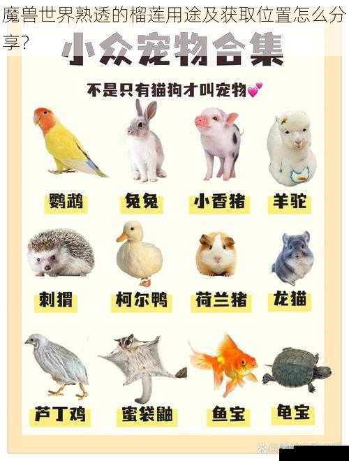 宠物用途