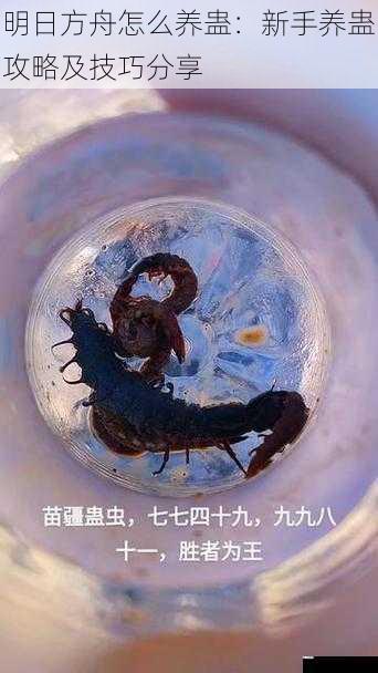 选择合适的蛊虫