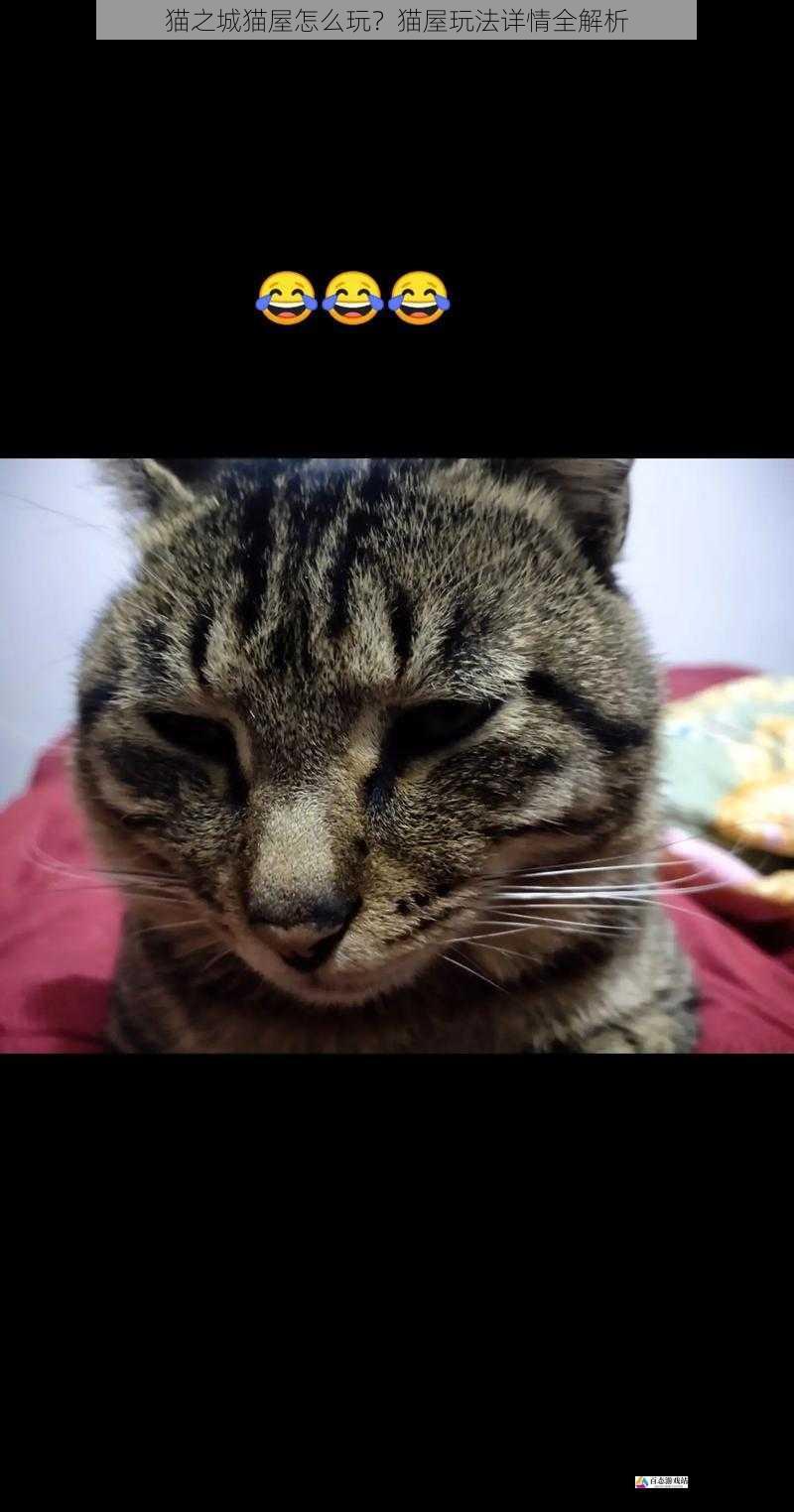 猫咪收集篇