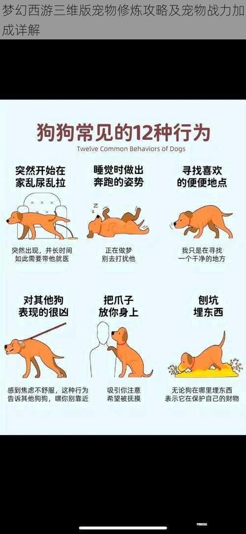  梦幻西游三维版宠物修炼攻略及宠物战力加成详解