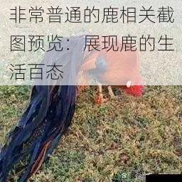 觅食之趣