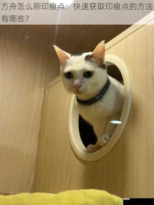 养殖宠物