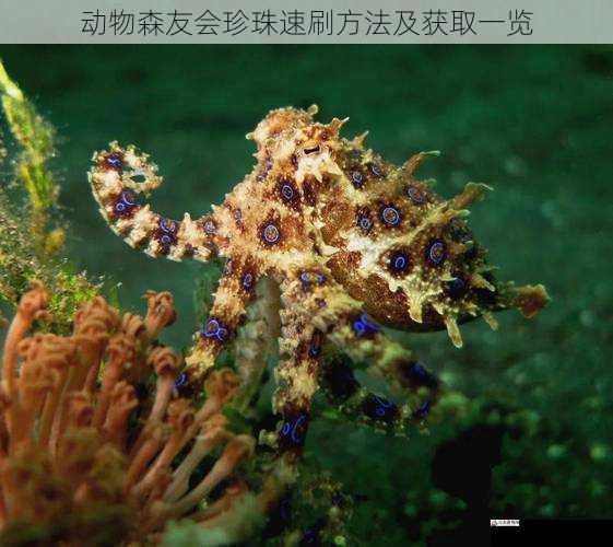 收集海洋生物