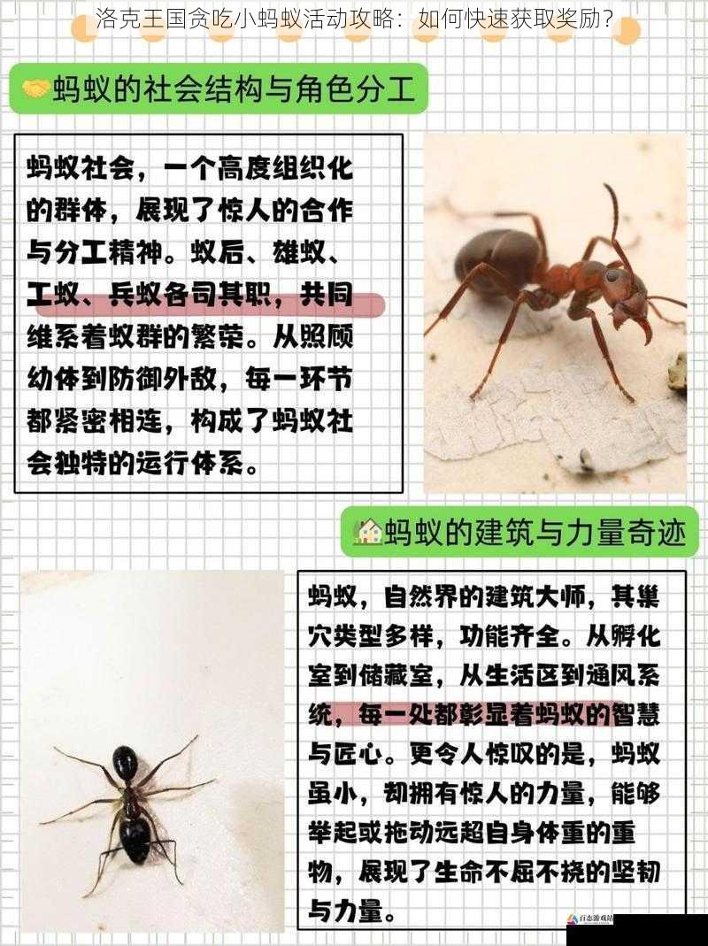 了解贪吃小蚂蚁活动规则