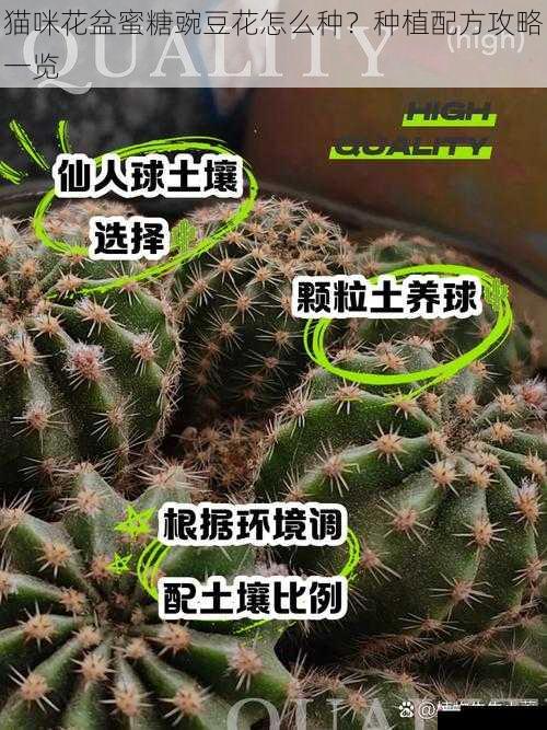 猫咪花盆蜜糖豌豆花怎么种？种植配方攻略一览