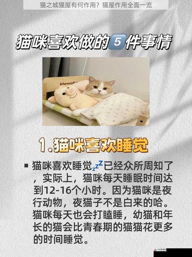 满足猫咪的天性需求