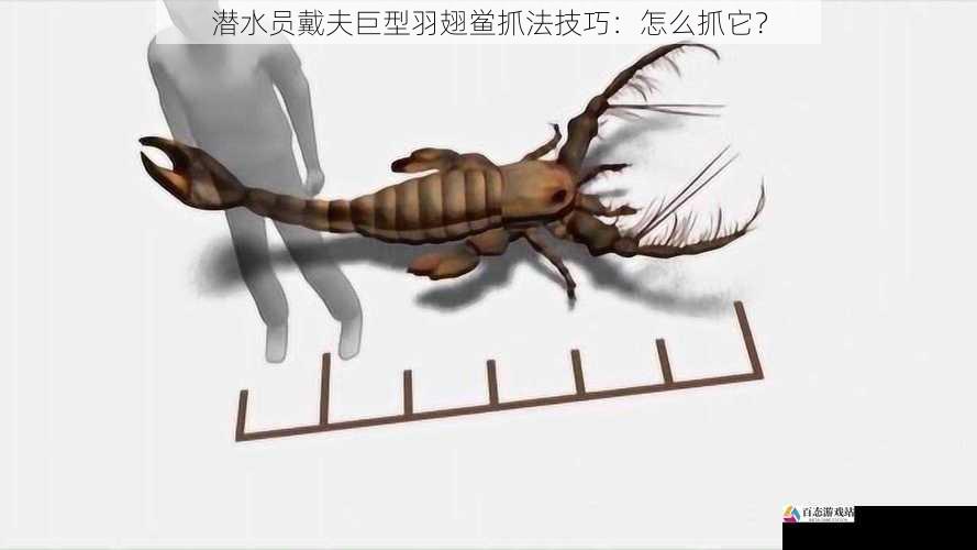 了解巨型羽翅鲎的习性