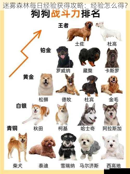 宠物系统:培养与进化