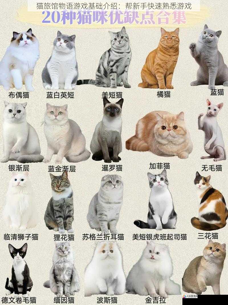  猫旅馆物语游戏基础介绍：帮新手快速熟悉游戏