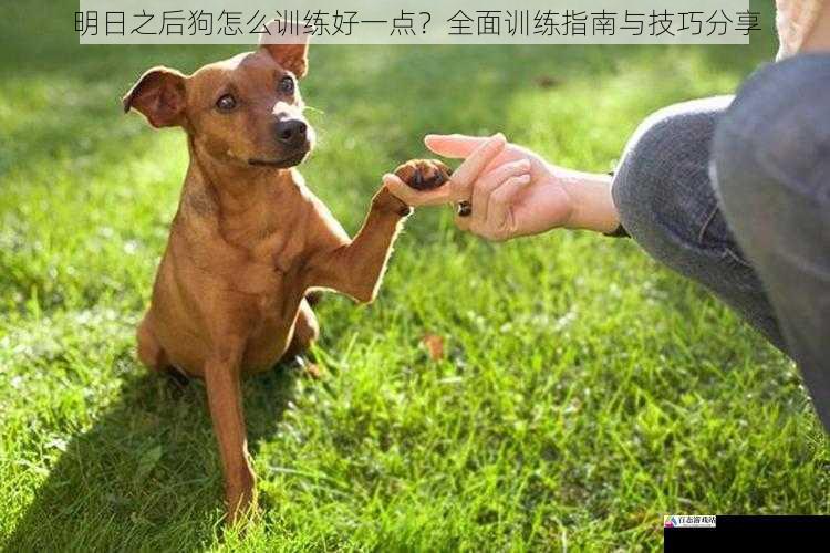  明日之后狗怎么训练好一点？全面训练指南与技巧分享