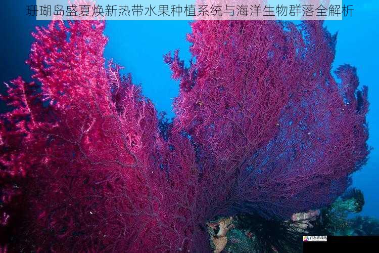  珊瑚岛盛夏焕新热带水果种植系统与海洋生物群落全解析