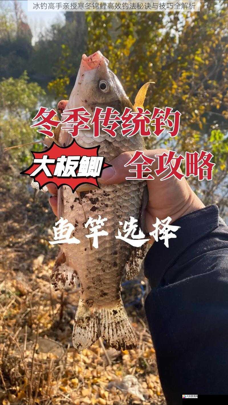  冰钓高手亲授寒冬锦鲤高效钓法秘诀与技巧全解析