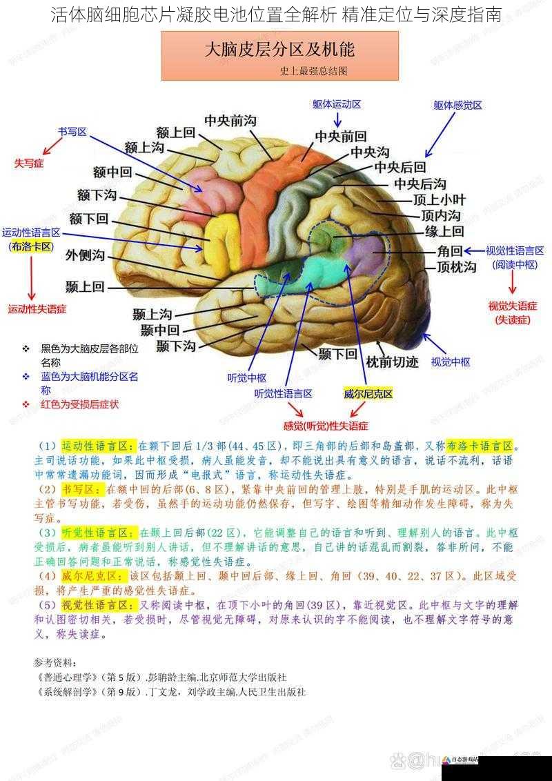 活体脑细胞芯片凝胶电池位置全解析 精准定位与深度指南