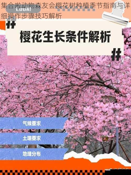 集合啦动物森友会樱花树种植季节指南与详细操作步骤技巧解析